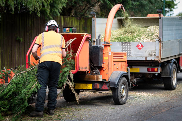 Best Stump Grinding and Removal  in Winter Gardens, CA