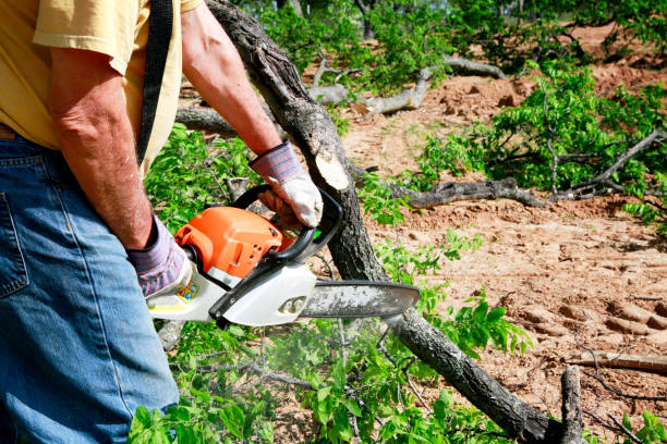 Best Arborist Consultation Services  in Winter Gardens, CA